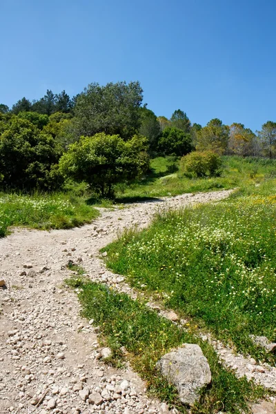 Пішохідна стежка обертається в лісі влітку — стокове фото