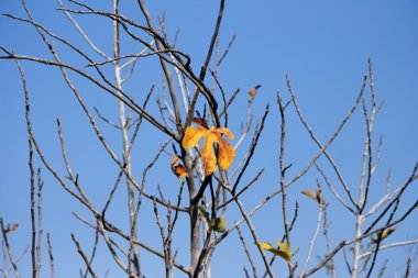 Last orange leaf on the fig tree clipart