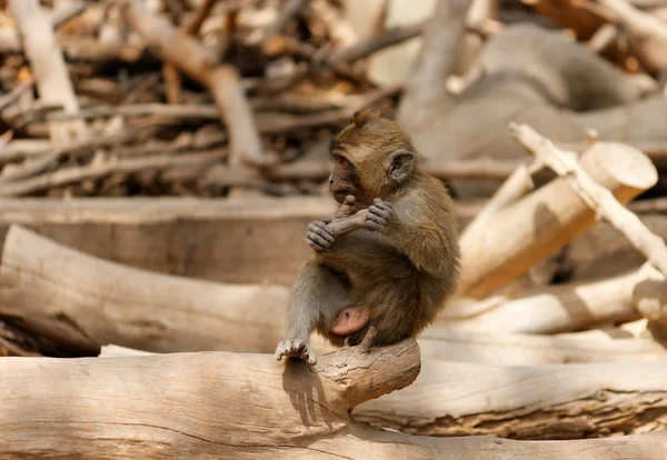 Maymun çocuk oturuyor ve bacağını tutarak — Stok fotoğraf