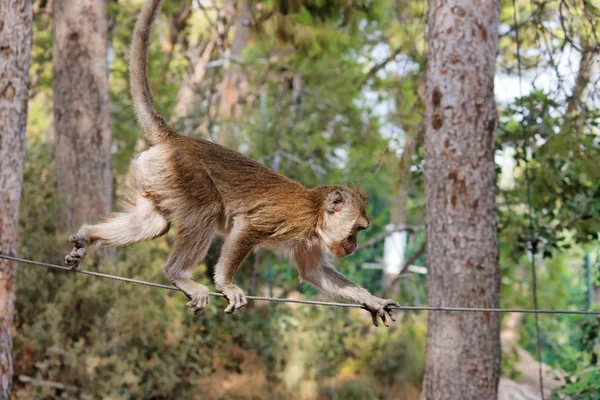 ロープ歩行の猿 — ストック写真