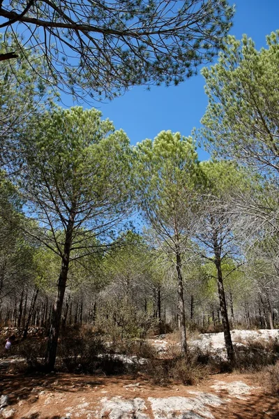 Pinetree woods — Stok fotoğraf