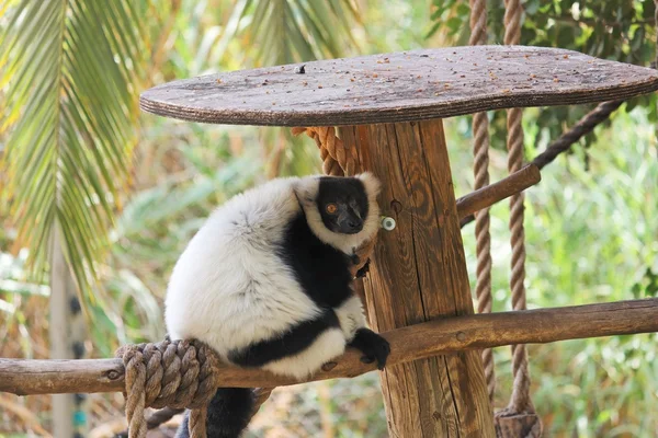 Czarno-białe lemur wari w zoo — Zdjęcie stockowe