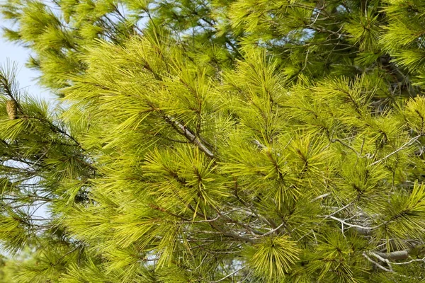 Green pine needles background — Stock Photo, Image