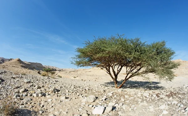Árvore de acácia no deserto — Fotografia de Stock