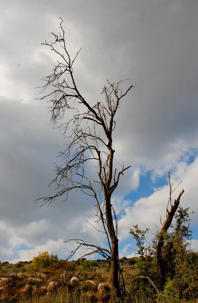 Torra träd med brutna grenar — Stockfoto