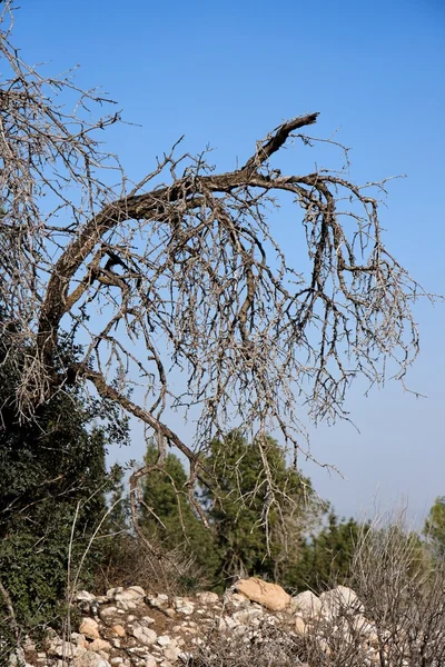 Árvore seca curvada — Fotografia de Stock