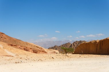 Desert landscape with acacia tree clipart