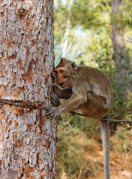 坐在绳子上的小悲伤猴子 — 图库照片