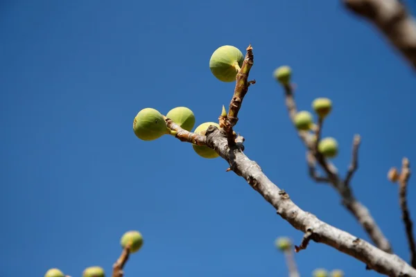 Close up of green figs on the tree — Stock Photo, Image