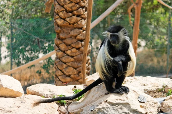 Black-and-white colobus monkey — Stockfoto