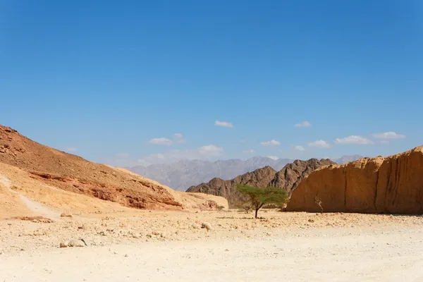 Paisaje del desierto con acacia —  Fotos de Stock