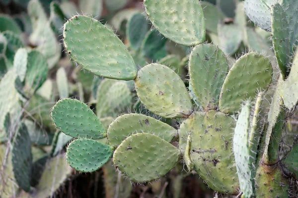 Tzabar cactus, or prickly pear — Stock Photo, Image
