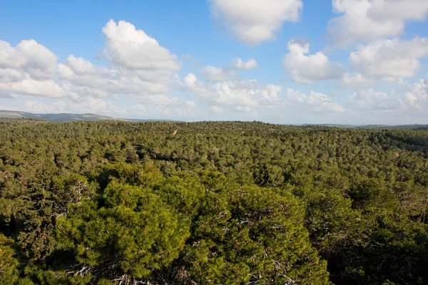 Pinetree floresta estende-se ao horizonte — Fotografia de Stock