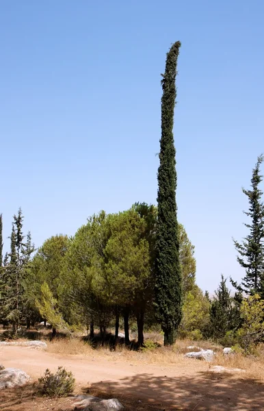 Drzewo okrągłe sosnowymi i długo cyprys — Zdjęcie stockowe