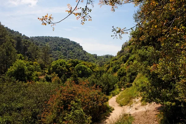 緑の樹木が茂った丘の間でトラックをハイキング — ストック写真