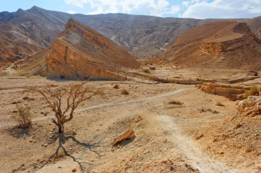 Desert landscape with dry acacia trees clipart