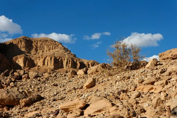 Rocky desert landscape with dry bush — Stock Photo, Image