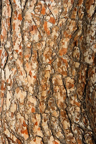 Pinetree bark texture — Stock Photo, Image