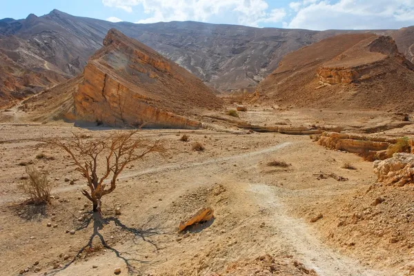 Paisagem do deserto com árvores secas de acácia — Fotografia de Stock