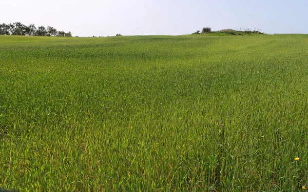 Yeşil çayır — Stok fotoğraf