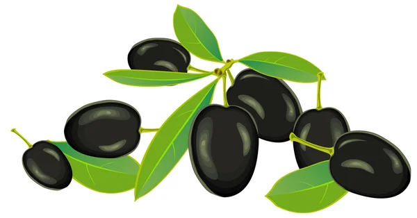 Olives, vector — Stock Vector