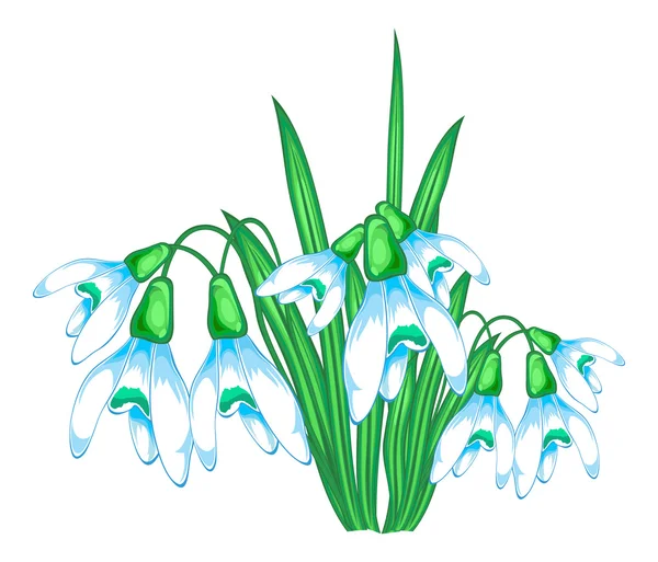 Fleurs de neige — Image vectorielle