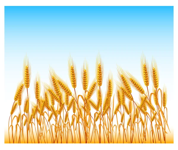 Pole pszenicy — Wektor stockowy