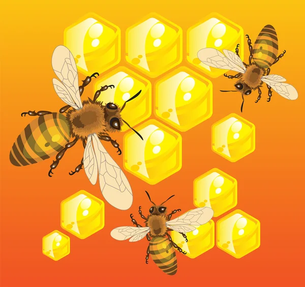 Бджоли — стоковий вектор