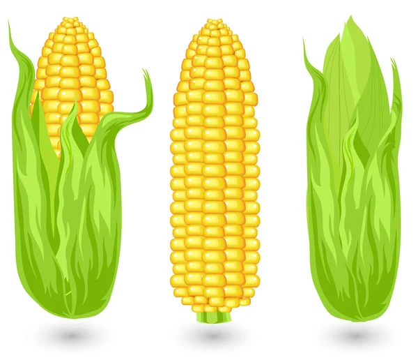成熟的玉米的耳朵 — 图库矢量图片
