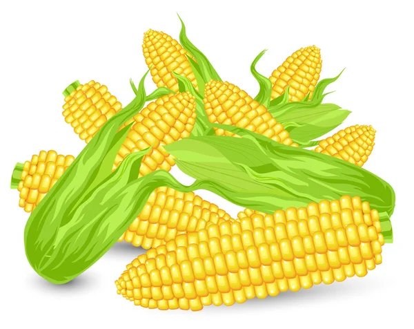 Hill Ears of ripe corn — Stock Vector