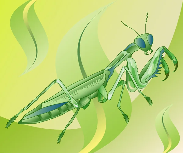 Mantis — стоковий вектор