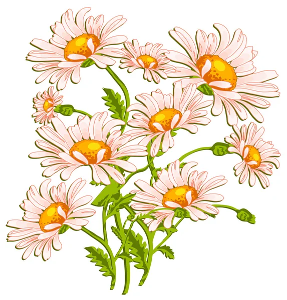 Bouquet de marguerites aux yeux de bœuf sur blanc — Image vectorielle