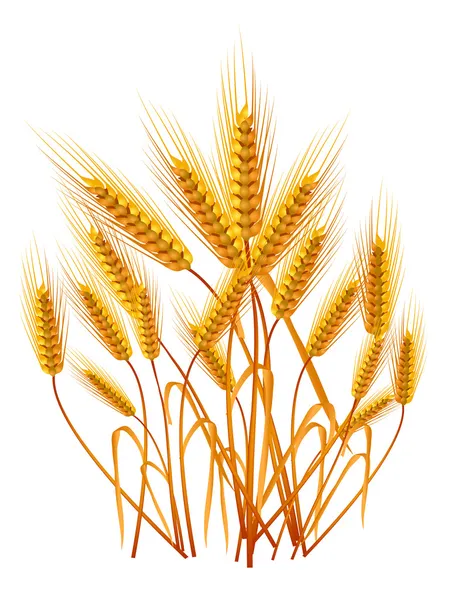 Ähren aus Weizen — Stockvektor