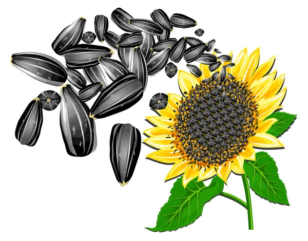 Sonnenblume und Samen — Stockvektor