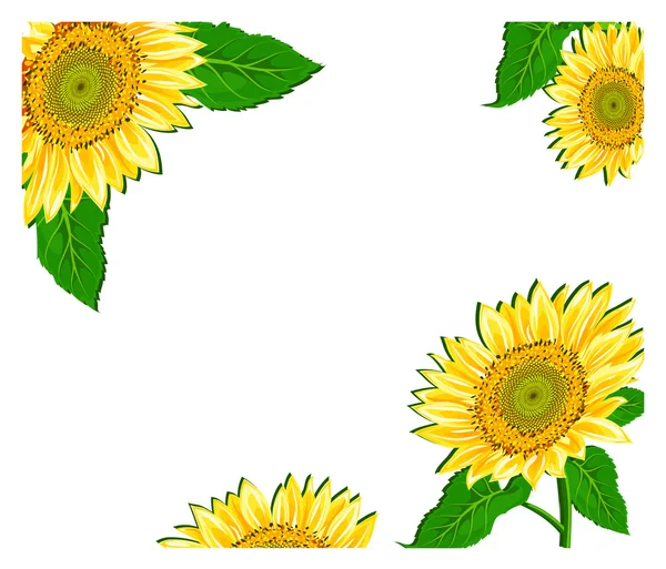 Sunflower framework — Stock Vector