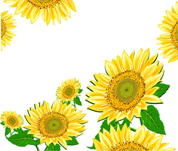 Sunflower framework — Stock Vector