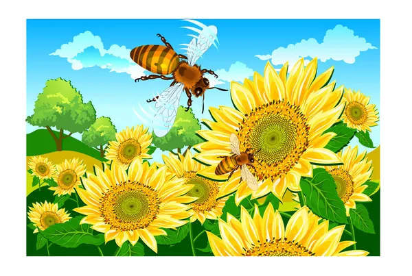 Pszczoła i słonecznika — Wektor stockowy