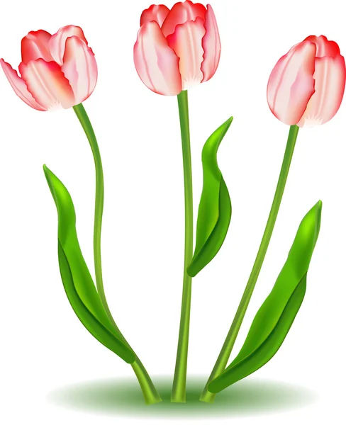 Elegantes tulipanes — Vector de stock