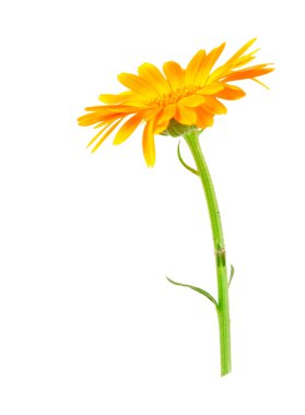 Calendula çiçek