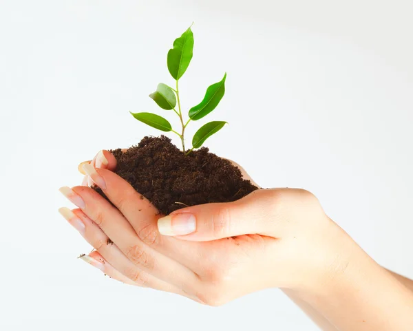 Plant in two hands — Stock Photo, Image