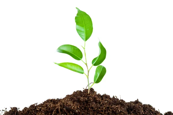 Plant in de bodem — Stockfoto