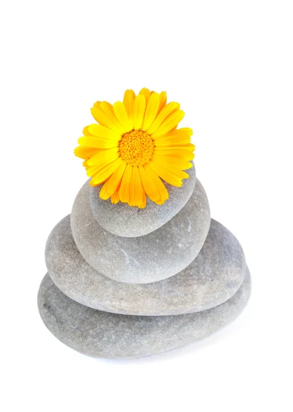 Gul blomma på en bunt pebbl — Stockfoto