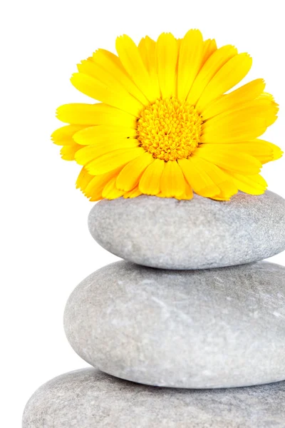 Flor amarela em cima de uma pilha de pebbl — Fotografia de Stock