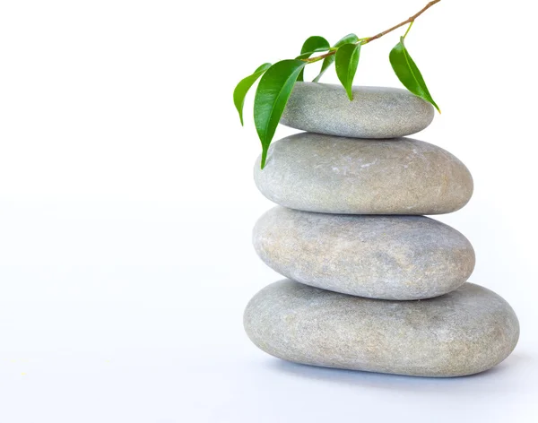 Plant on top of pebbles — Stock Photo, Image