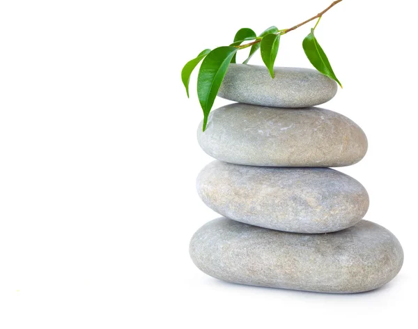 Plant on top of pebbles — Stock Photo, Image