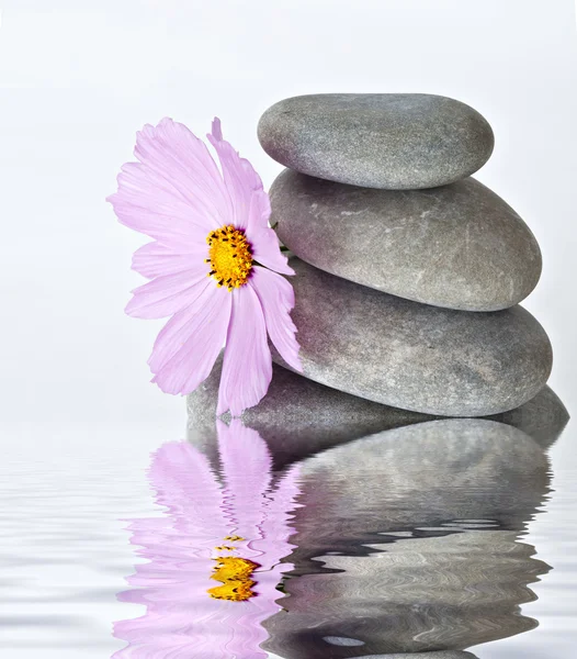 Pink flower near a stack of pebbles — Stock Photo, Image