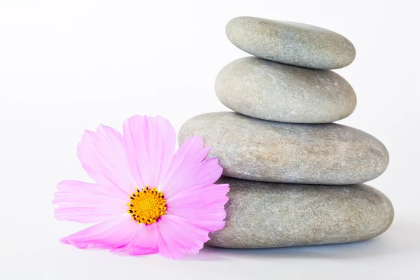 Pink flower near a stack of pebbles — Stock Photo, Image