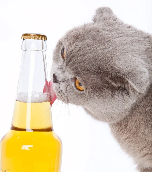 Γάτα και μπύρα — Φωτογραφία Αρχείου