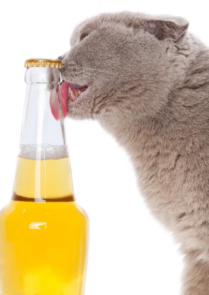 Gato y cerveza — Foto de Stock
