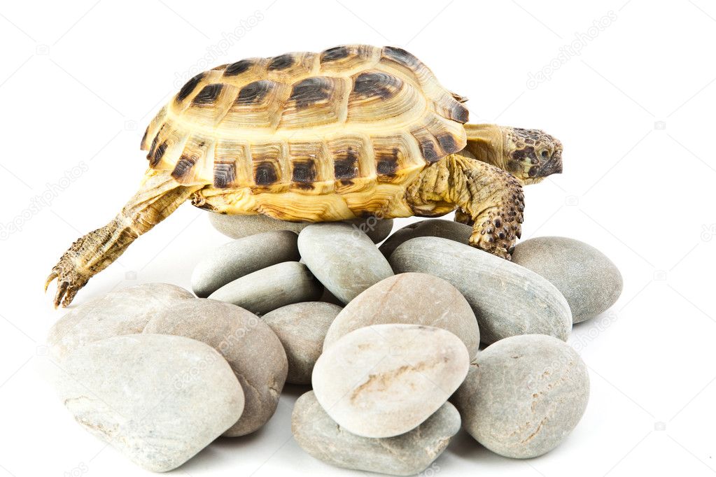 Tortoise on stones